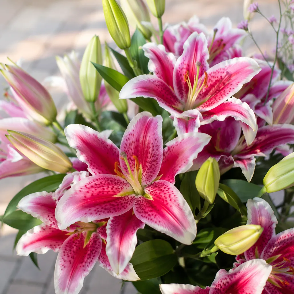 Stargazer lily Đà Nẵng: loa kèn hồng tím thơm nồng 2026 - hình 1