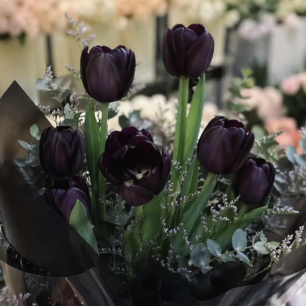 Hoa tulip đen: Ý nghĩa, rarity và bí ẩn đằng sau loài hoa đặc biệt