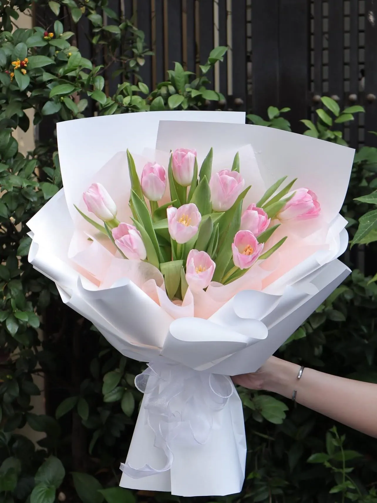 Ảnh minh họa Hoa Tulip