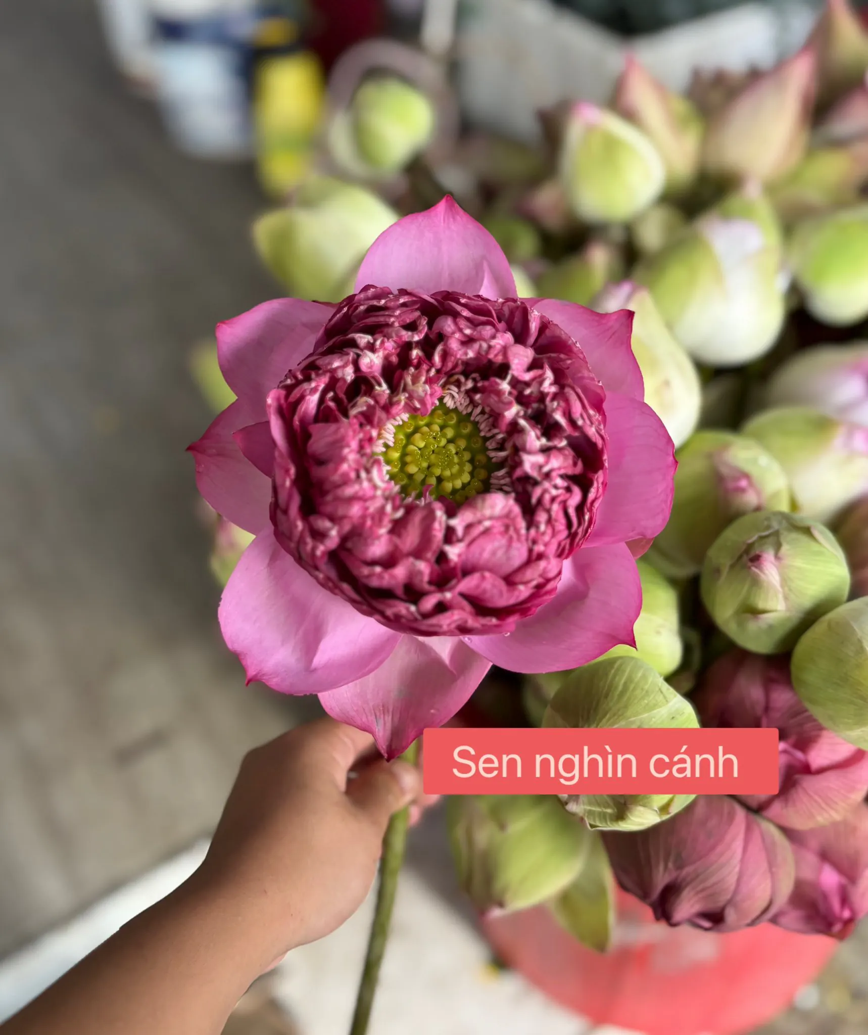 Ảnh 10 của Giỏ Hoa Sen Trắng & Sen & Cúc Họa Mi - Hoa Tươi