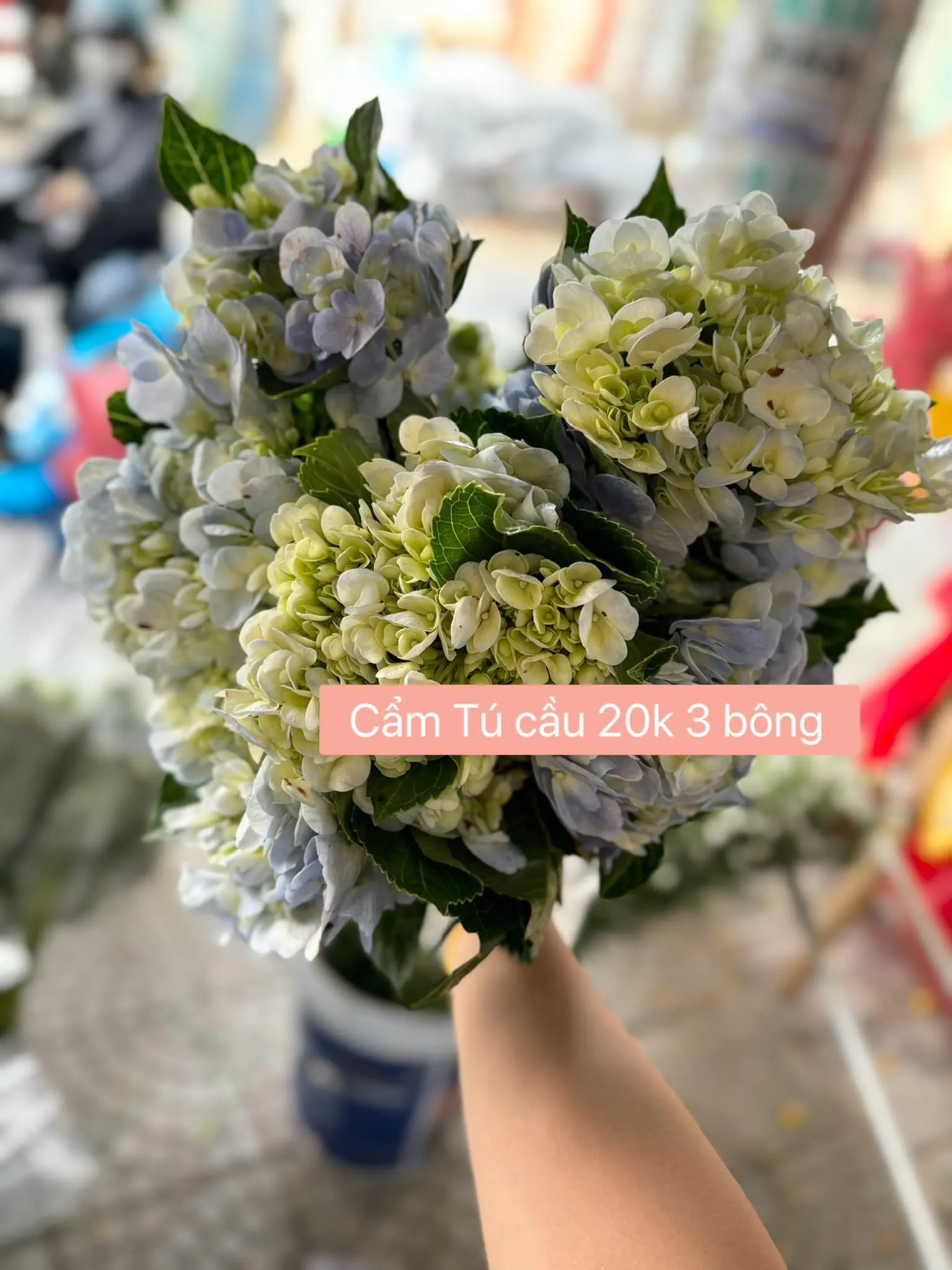 Ảnh 10 của Bó Hoa Hoa Baby & Cẩm Tú Cầu Xanh & Cẩm Tú Cầu - Hoa Tươi