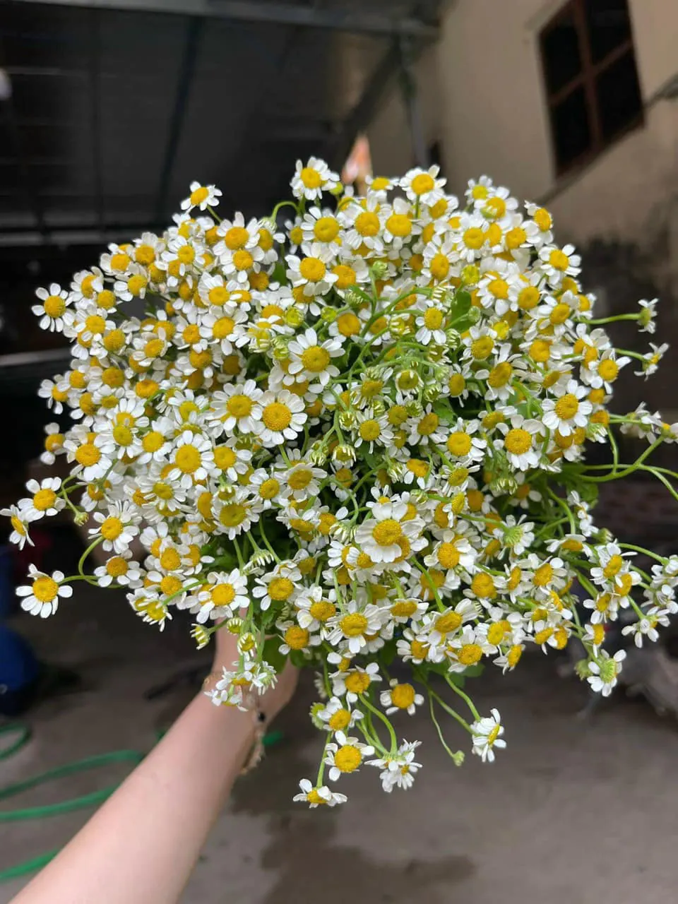 Ảnh 10 của Bó Hoa Sen - Hoa Tươi