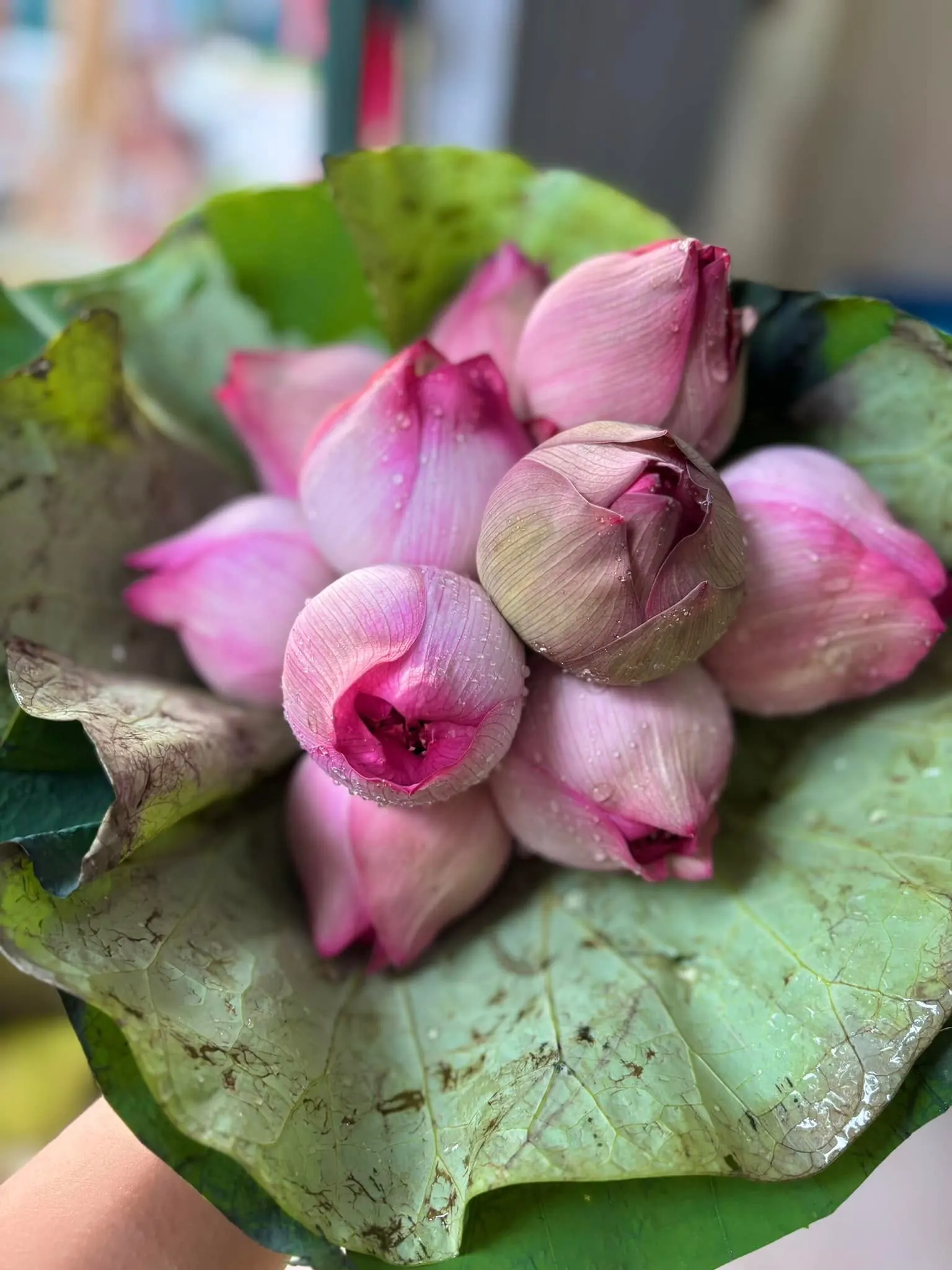 Ảnh 3 của Bó Hoa Sen - Hoa Tươi