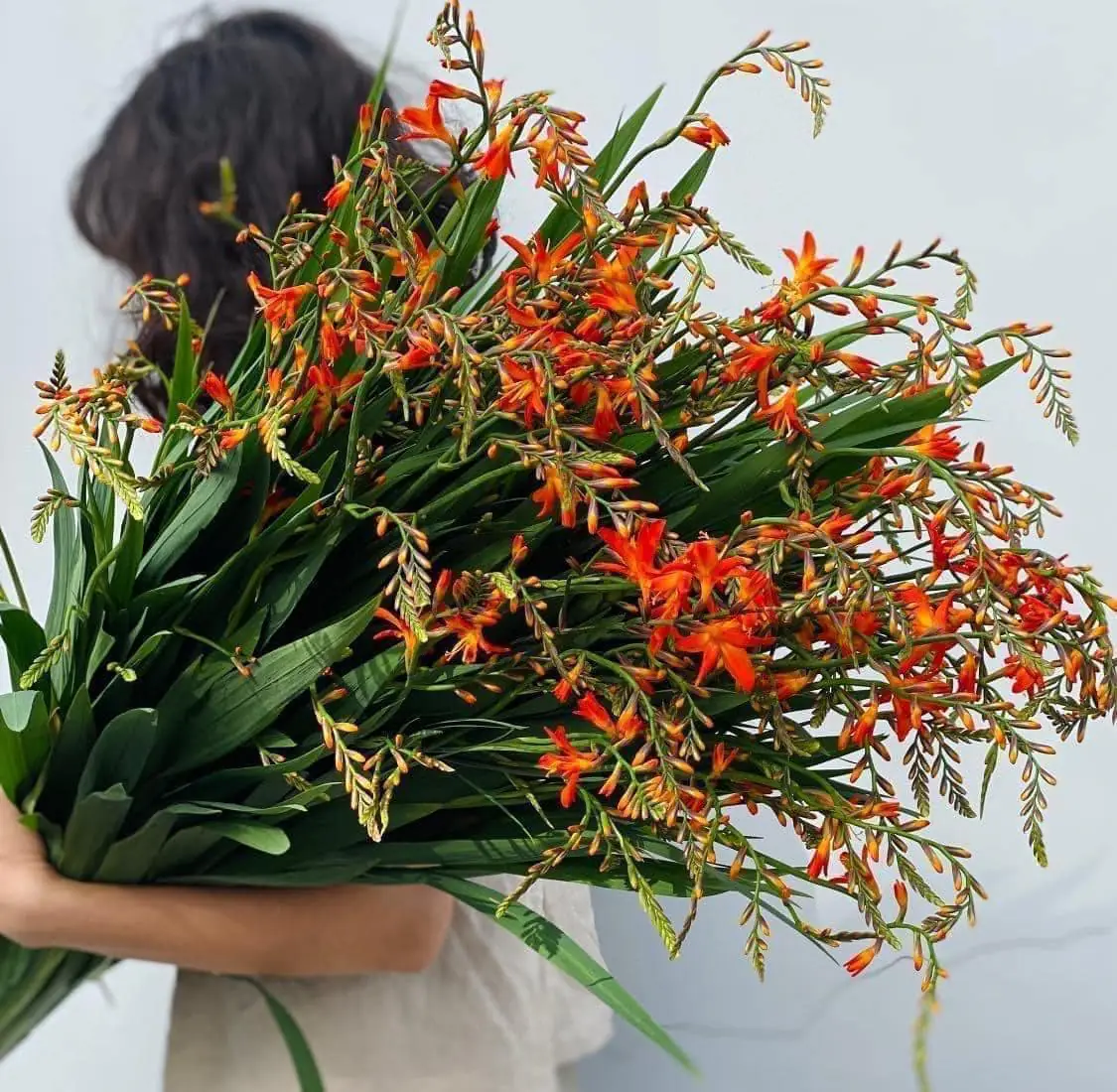 Ảnh 2 của Bó Hoa Cúc - Hoa Tươi