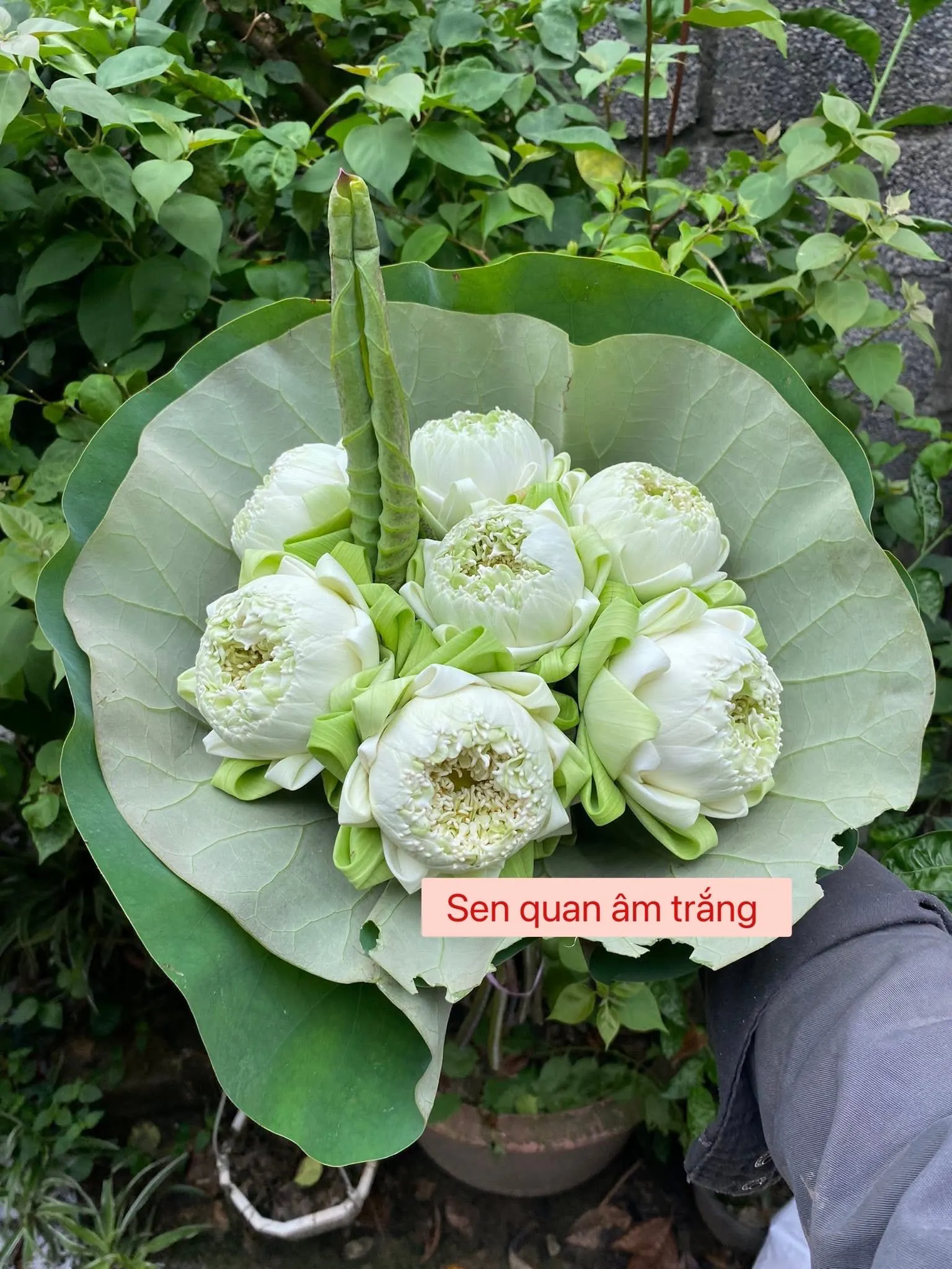 Ảnh chính của Bó Hoa Hồng Đỏ & Cúc Hồng & Hồng - Hoa Tươi