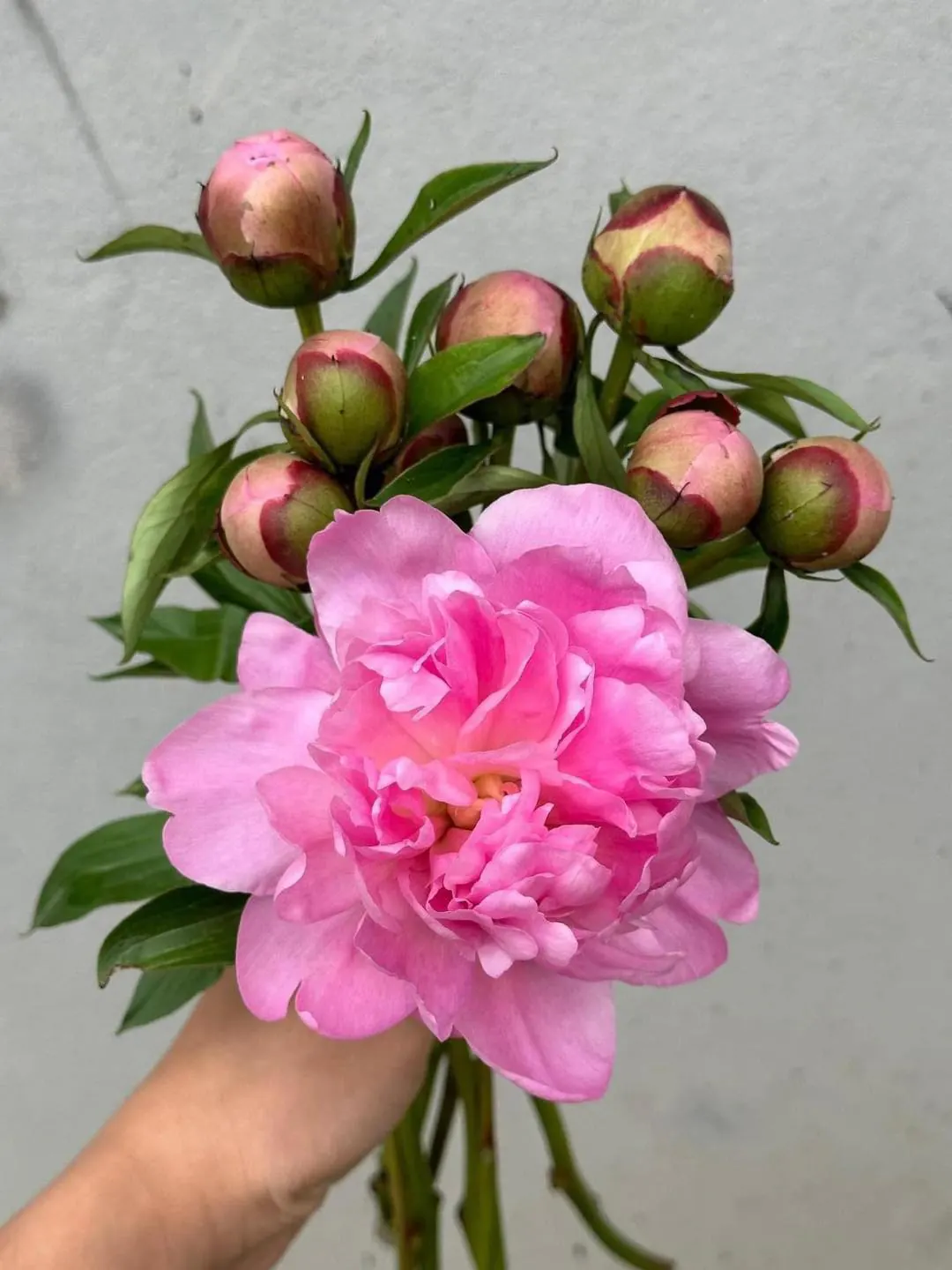 Ảnh 7 của Bó Hoa Hồng Đỏ & Hồng - Valentine