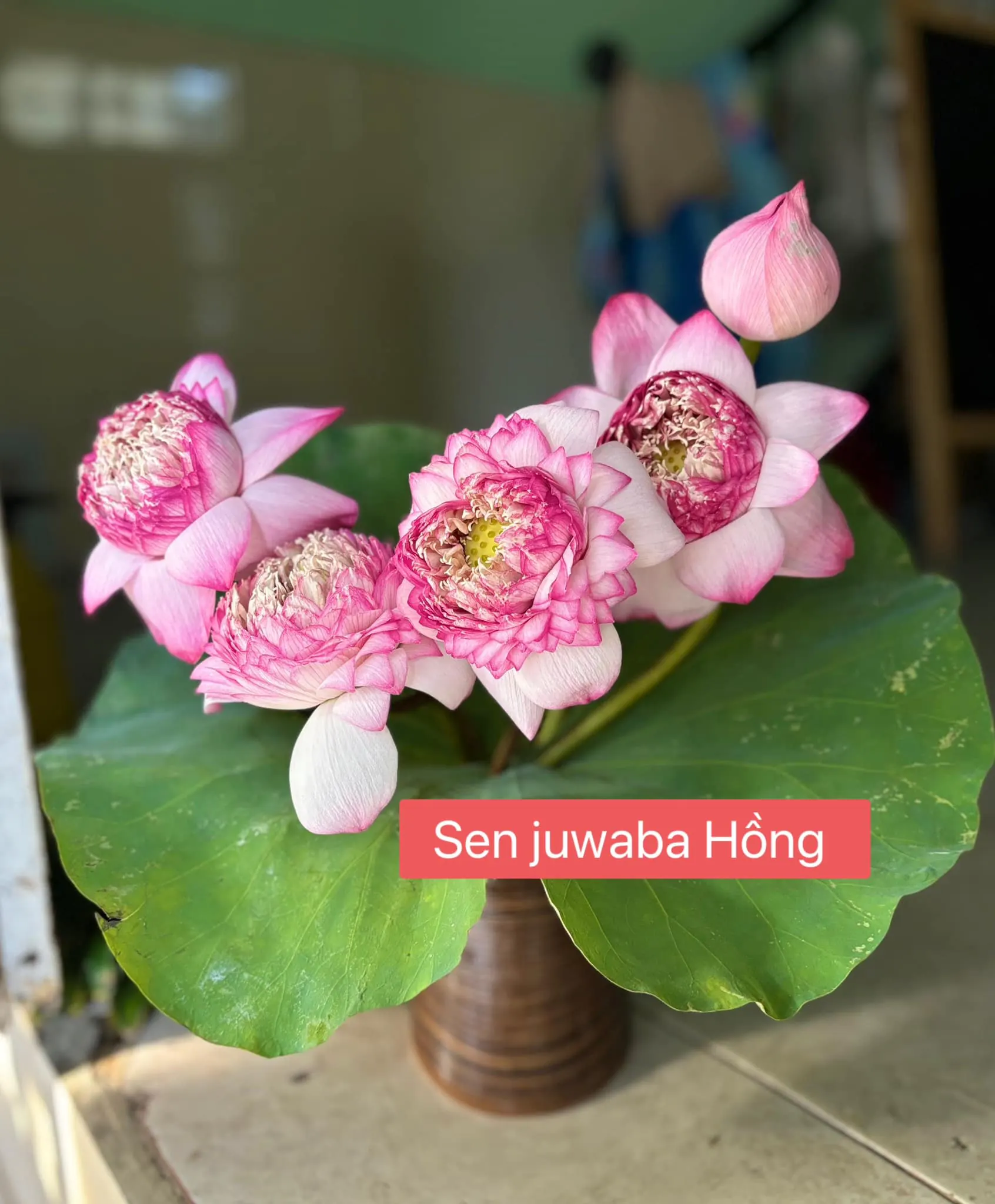 Ảnh 4 của Bình Hoa Sen - Hoa Tươi