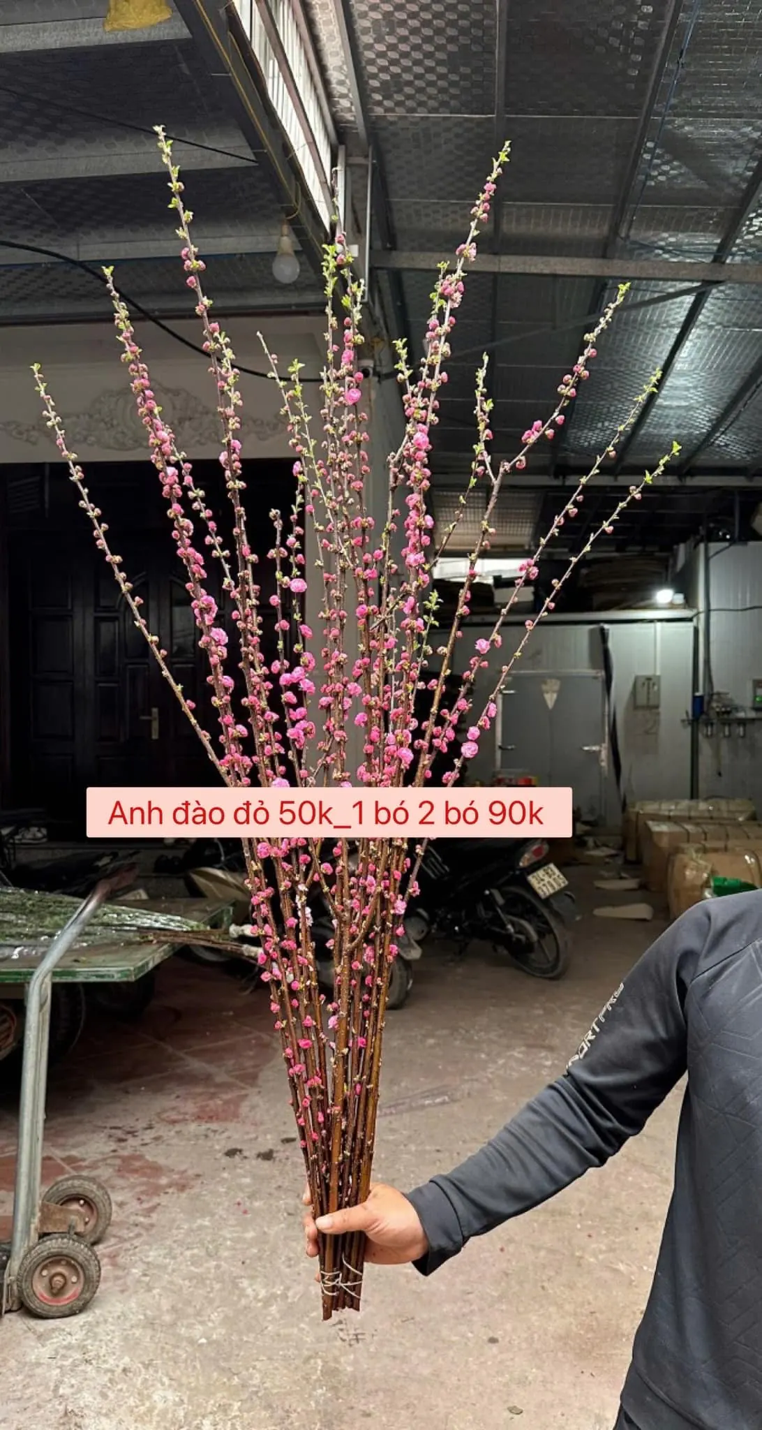 Ảnh 9 của Sản Phẩm Hoa Sen - Hoa Tươi