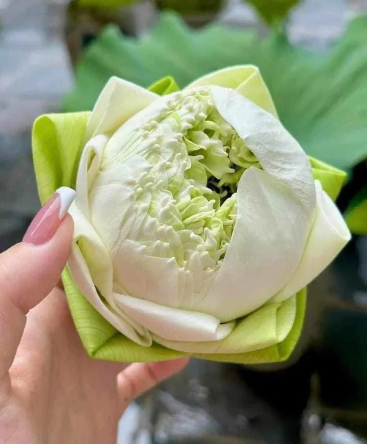 Ảnh 2 của Sản Phẩm Hoa Sen - Hoa Tươi