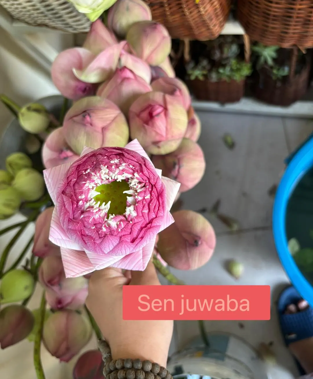 Ảnh chính của Sản Phẩm Hoa Sen - Hoa Tươi