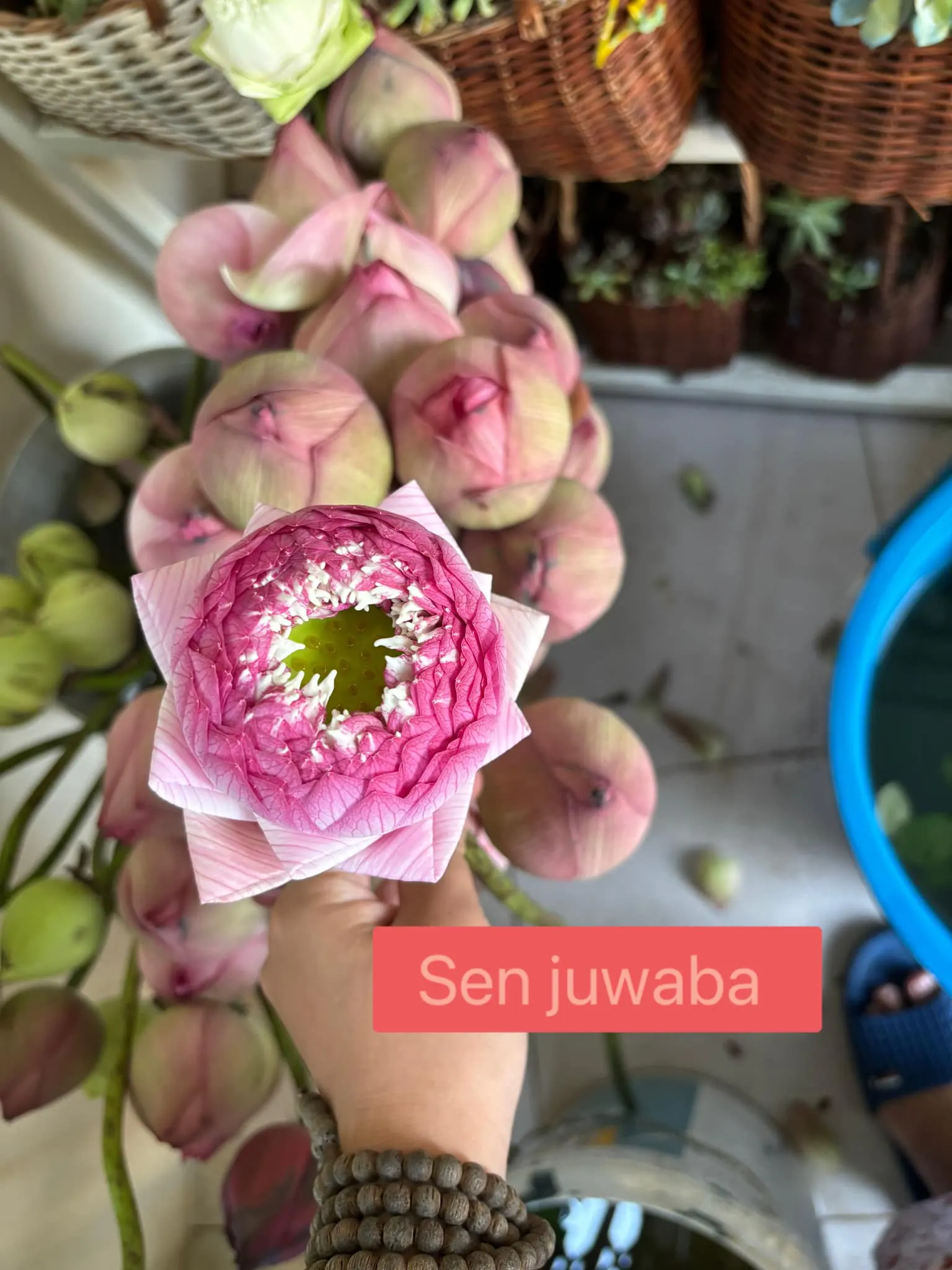 Ảnh 8 của Sản Phẩm Hoa Cành Đào Hoa Tươi - Hoa Tươi