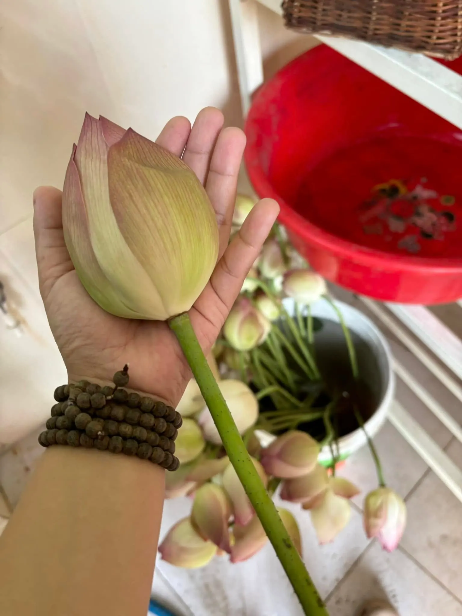 Ảnh 10 của Sản Phẩm Hoa Hoa Tươi - Hoa Tươi