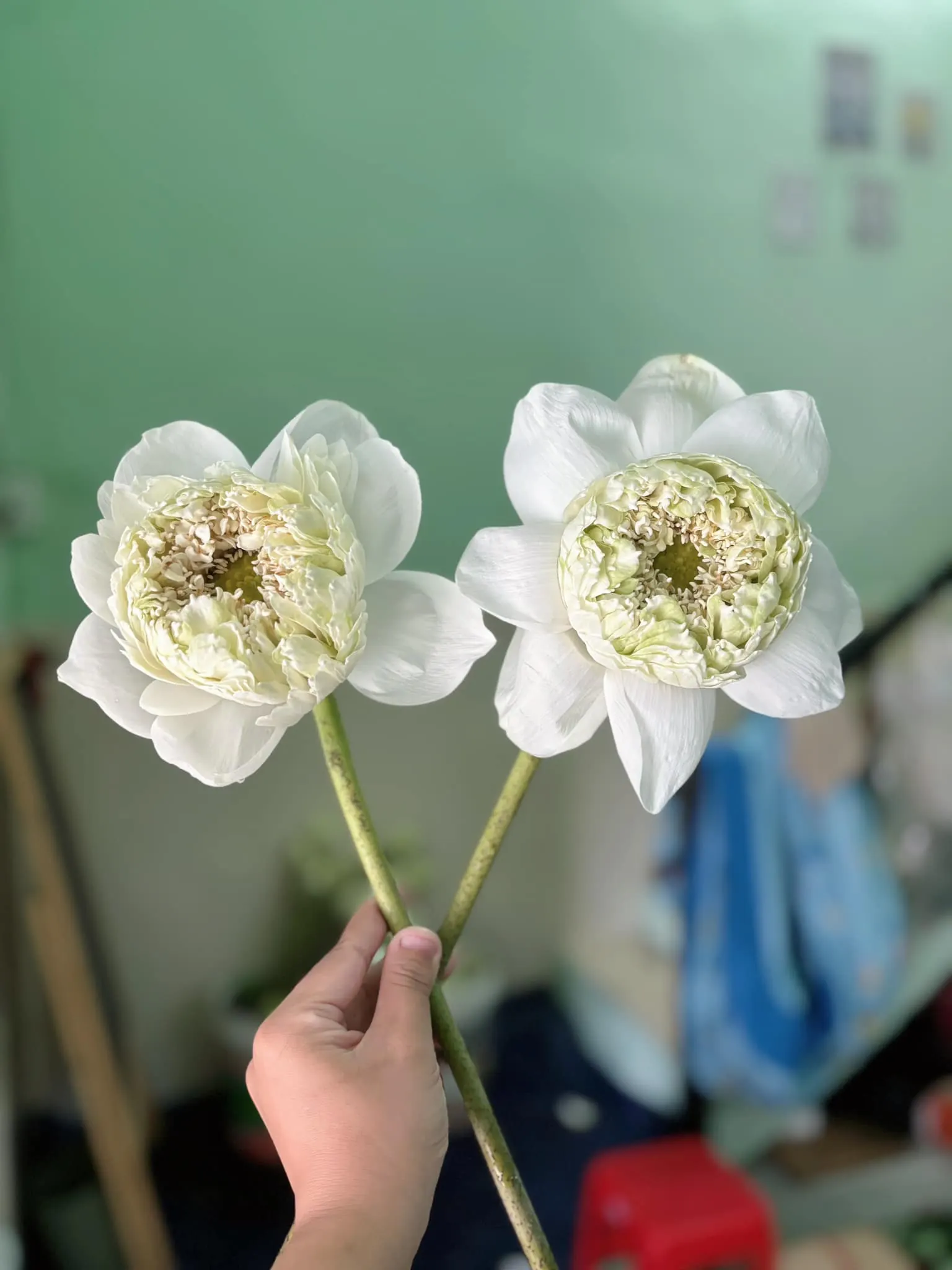 Ảnh 6 của Sản Phẩm Hoa Hoa Tươi - Hoa Tươi