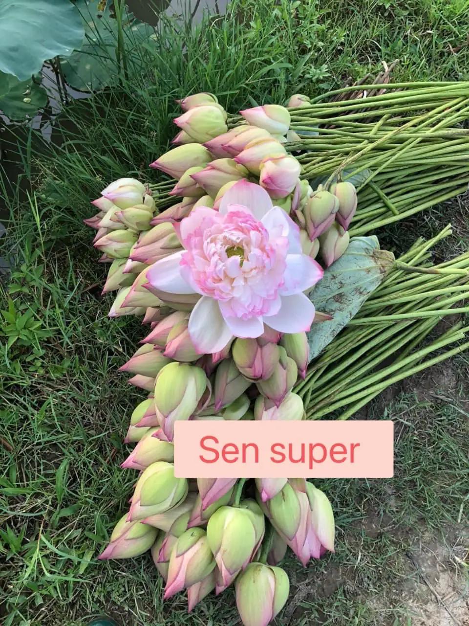 Ảnh 3 của Sản Phẩm Hoa Hoa Tươi - Hoa Tươi