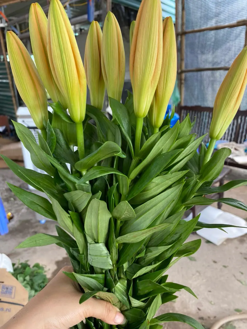 Ảnh 9 của Sản Phẩm Hoa Sen - Hoa Tươi