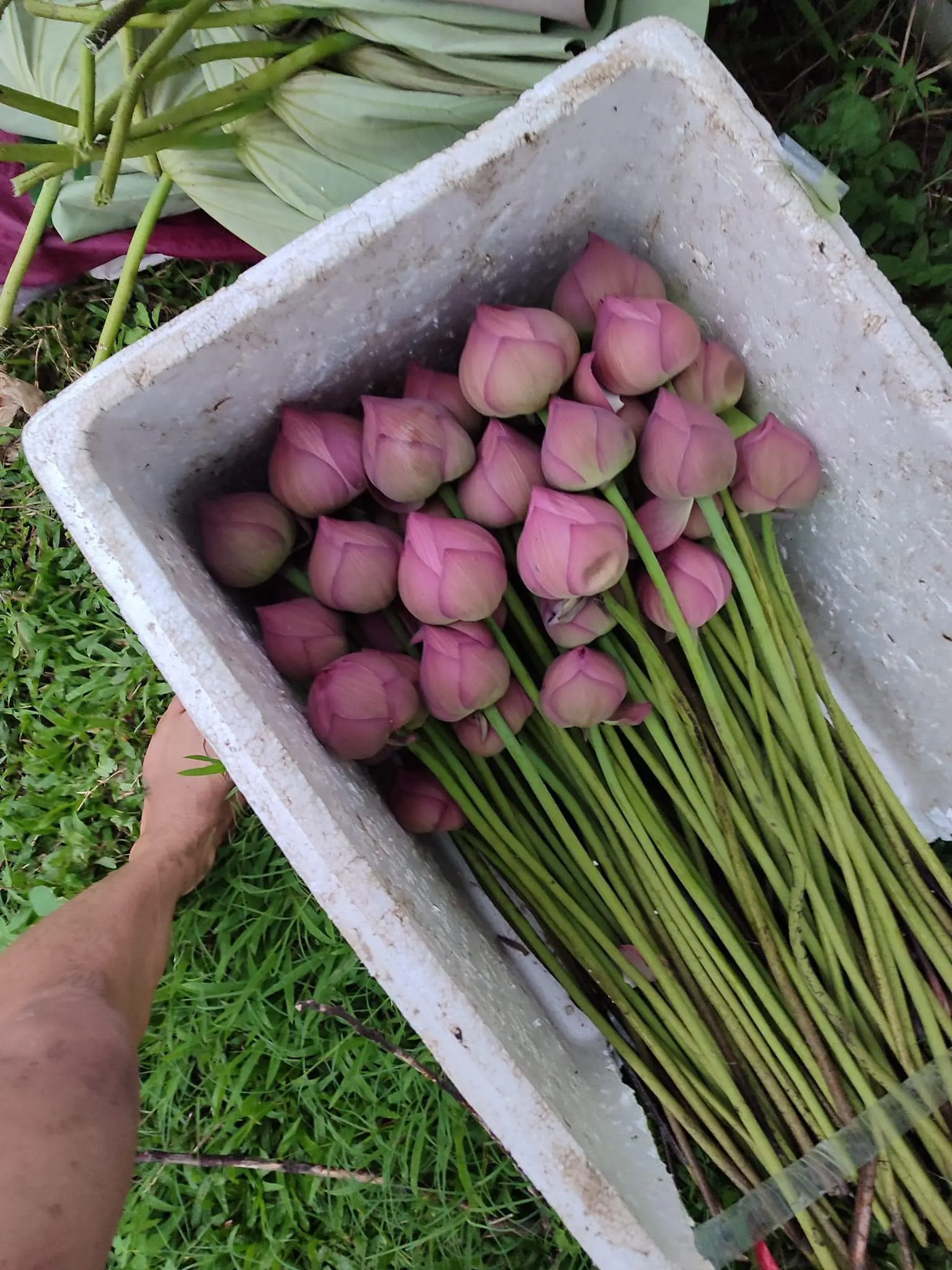 Ảnh 8 của Sản Phẩm Hoa Sen - Hoa Tươi