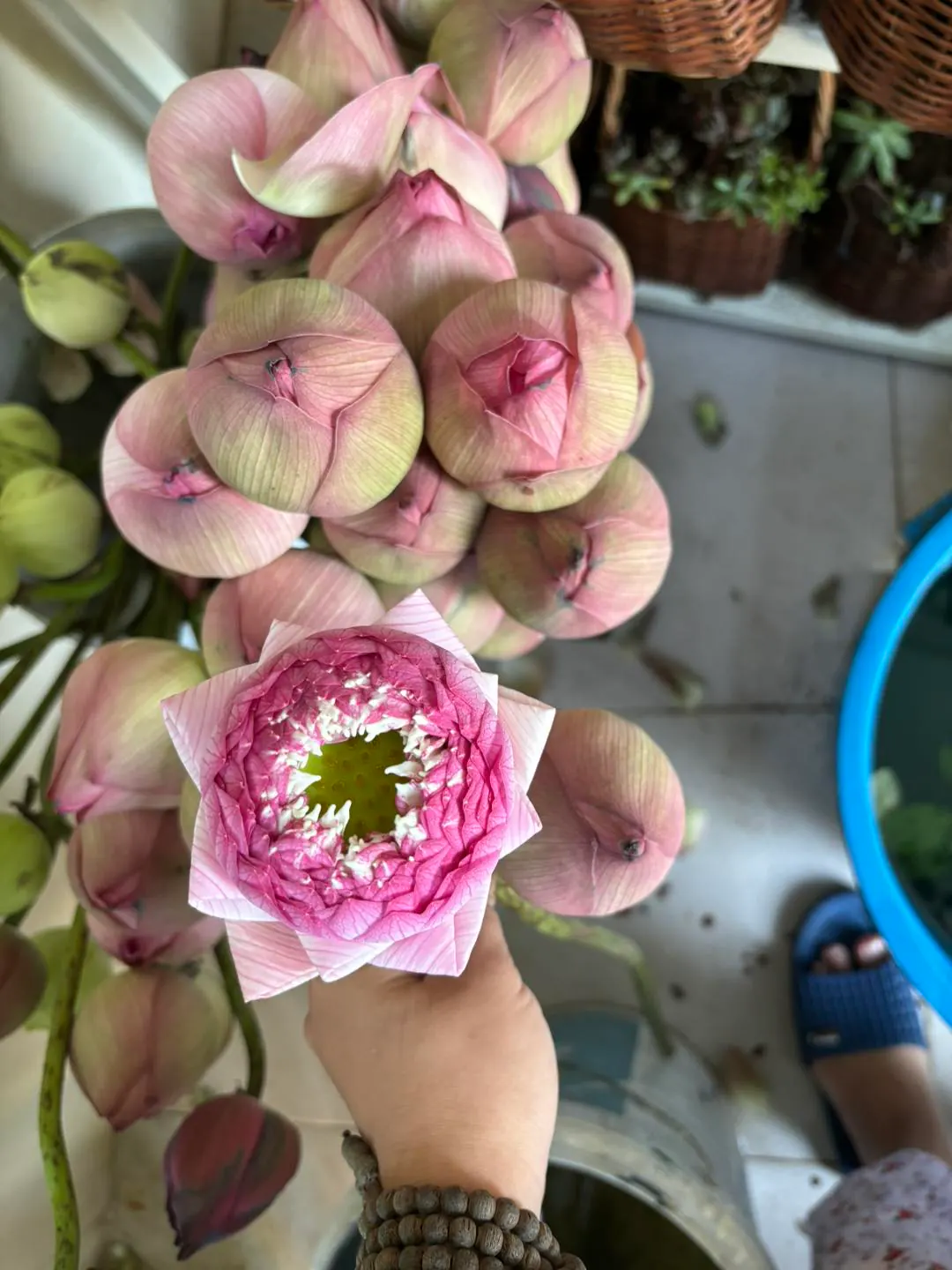 Ảnh 5 của Sản Phẩm Hoa Sen - Hoa Tươi