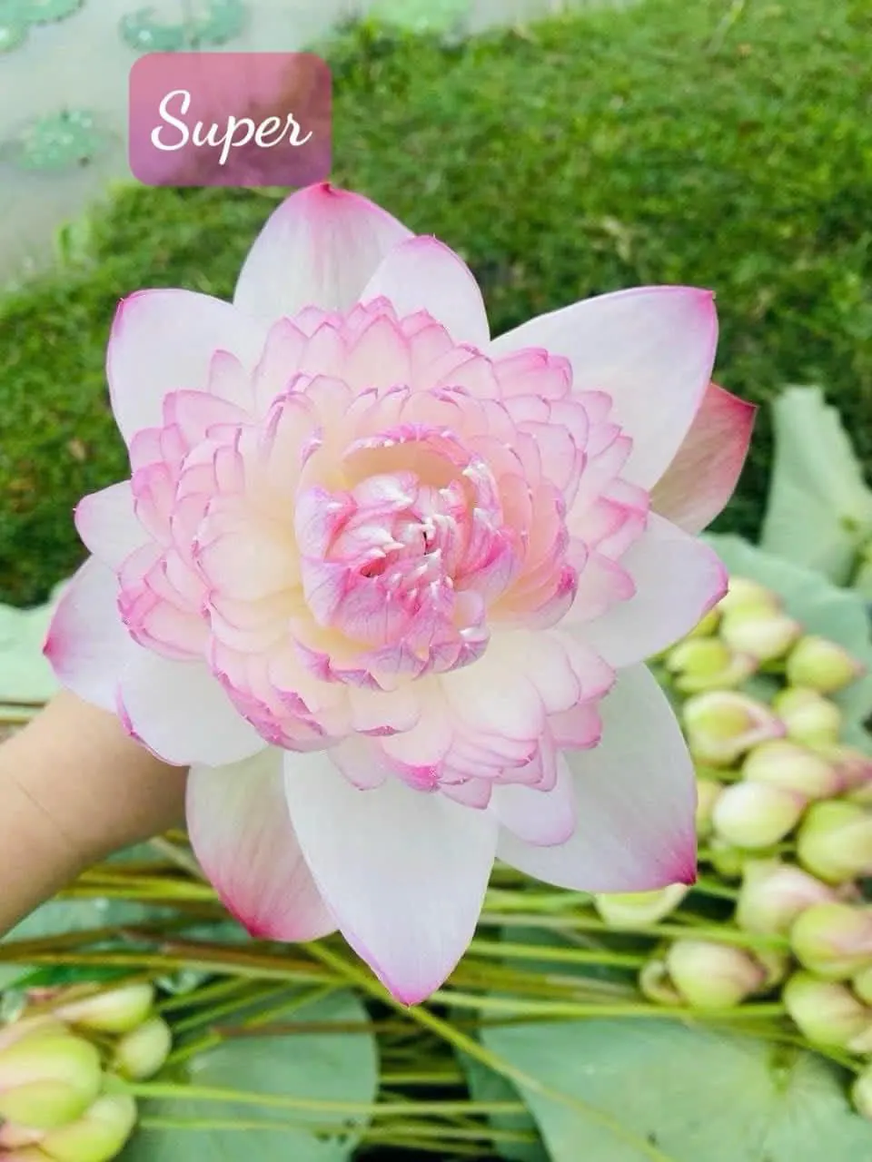 Ảnh 4 của Sản Phẩm Hoa Sen - Hoa Tươi