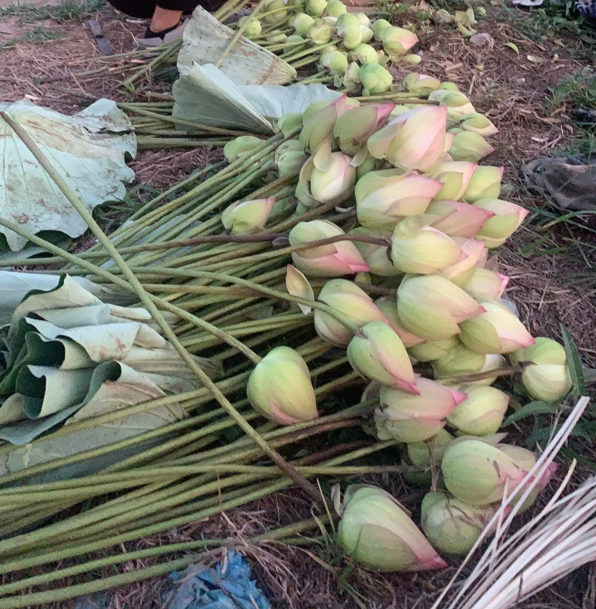 Ảnh 3 của Sản Phẩm Hoa Sen - Hoa Tươi