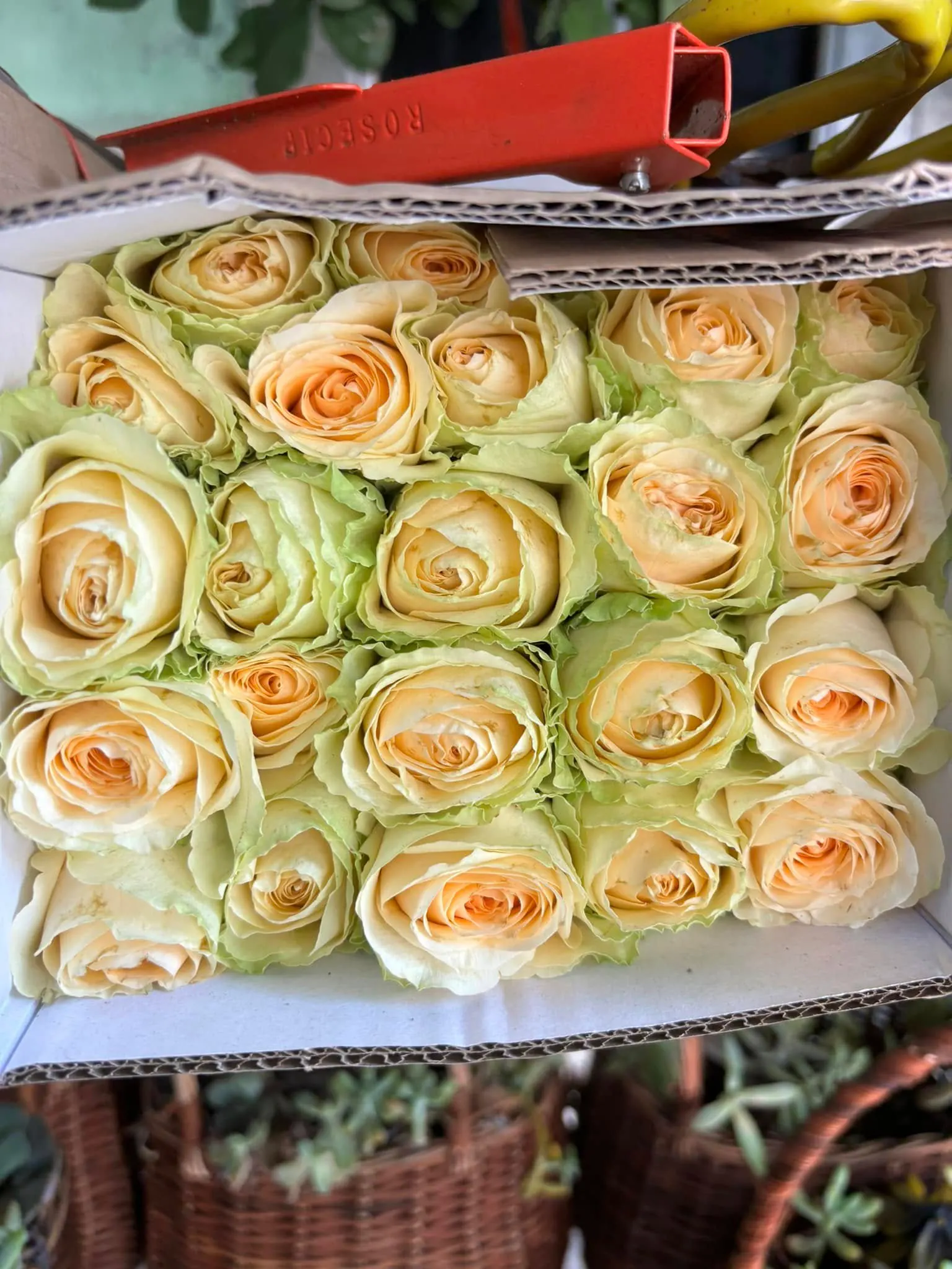 Ảnh 6 của Hộp Hoa Hồng Vàng & Hồng - Hoa Tươi