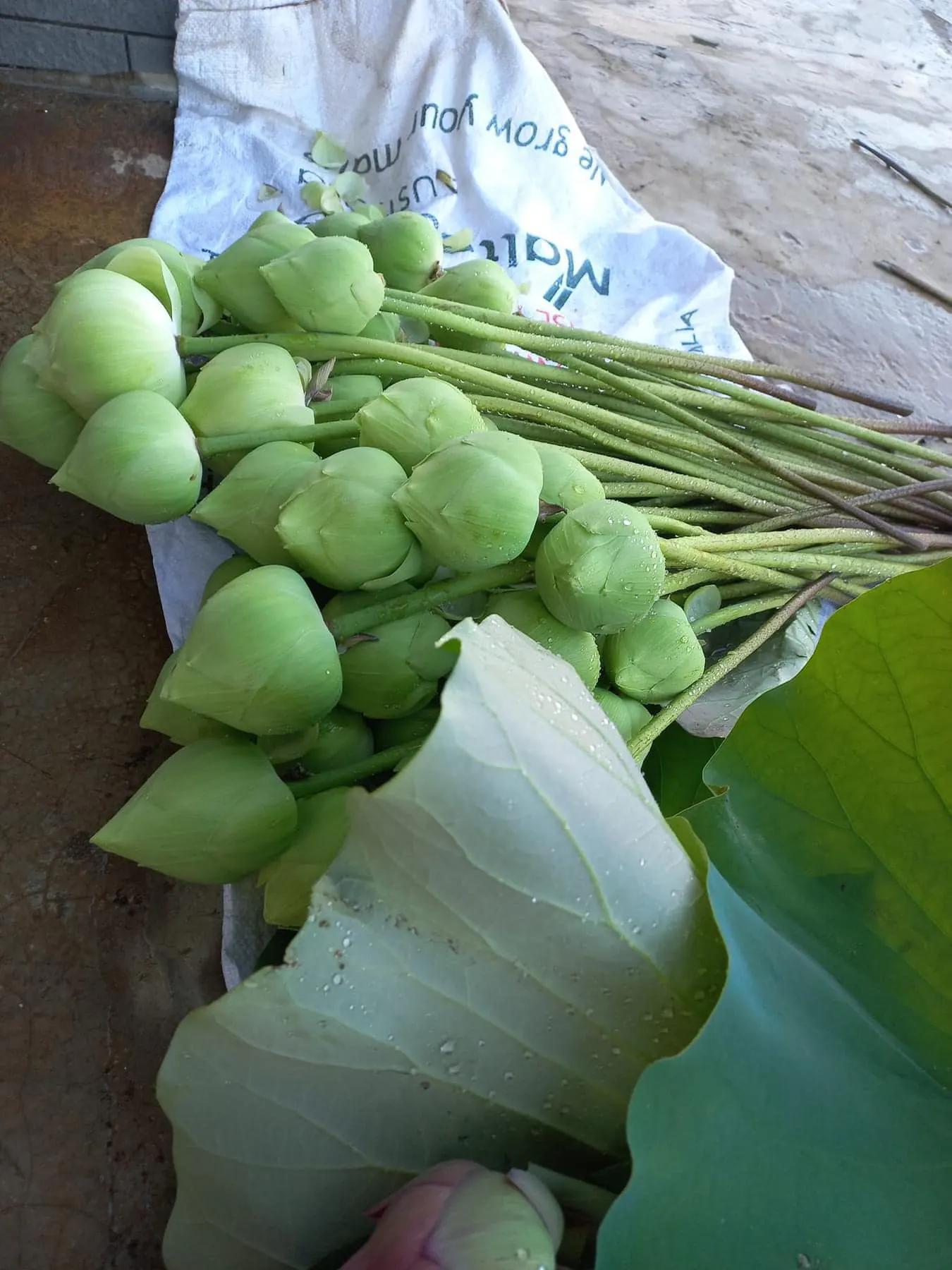 Ảnh 7 của Sản Phẩm Hoa Hoa Tươi - Hoa Tươi