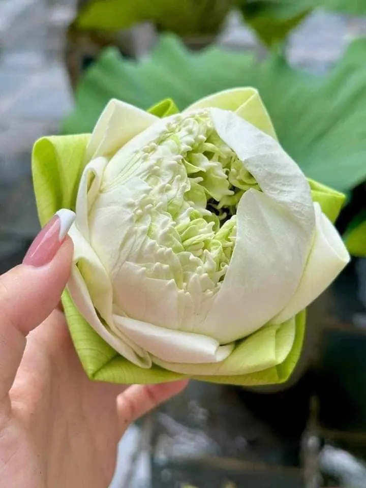 Ảnh 6 của Sản Phẩm Hoa Hoa Tươi - Hoa Tươi
