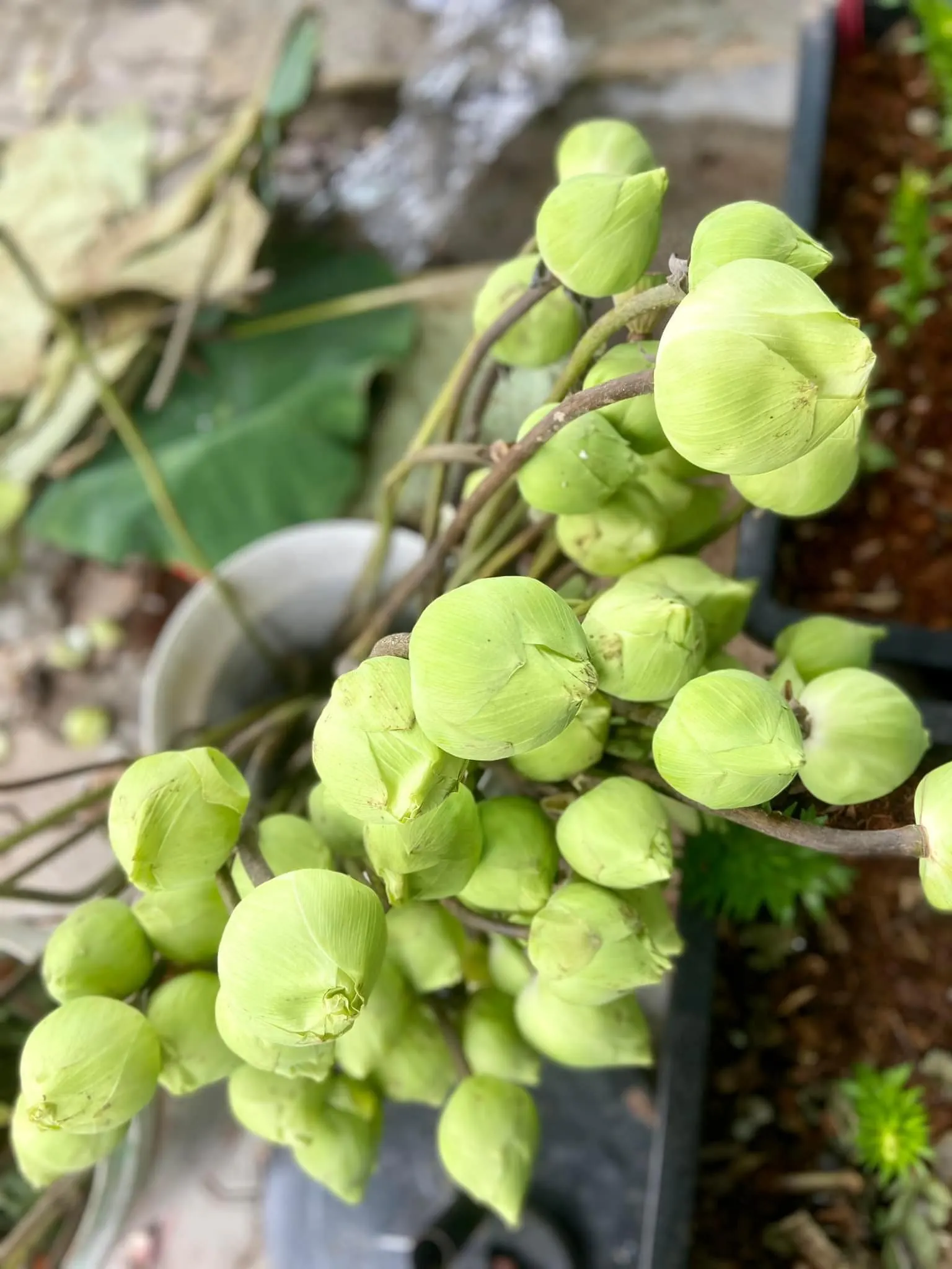 Ảnh 4 của Sản Phẩm Hoa Hoa Tươi - Hoa Tươi