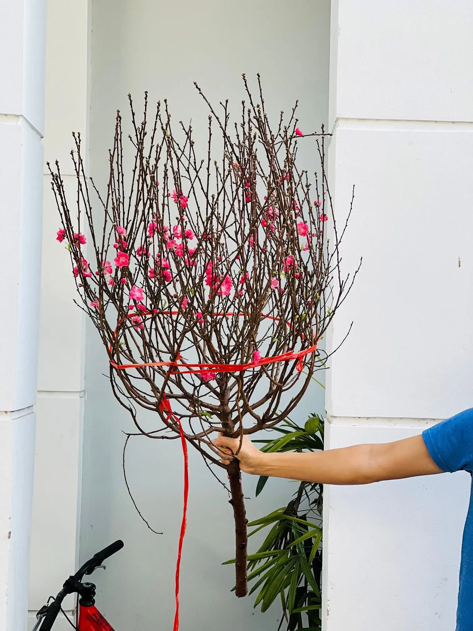Ảnh 3 của Sản Phẩm Hoa Cành Đào Hoa Tươi - Hoa Tươi