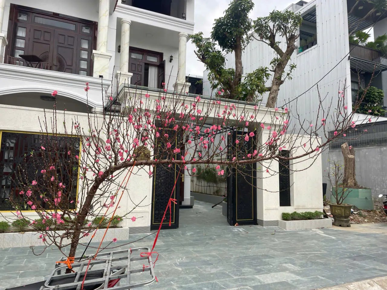 Ảnh 2 của Sản Phẩm Hoa Cành Đào Hoa Tươi - Hoa Tươi