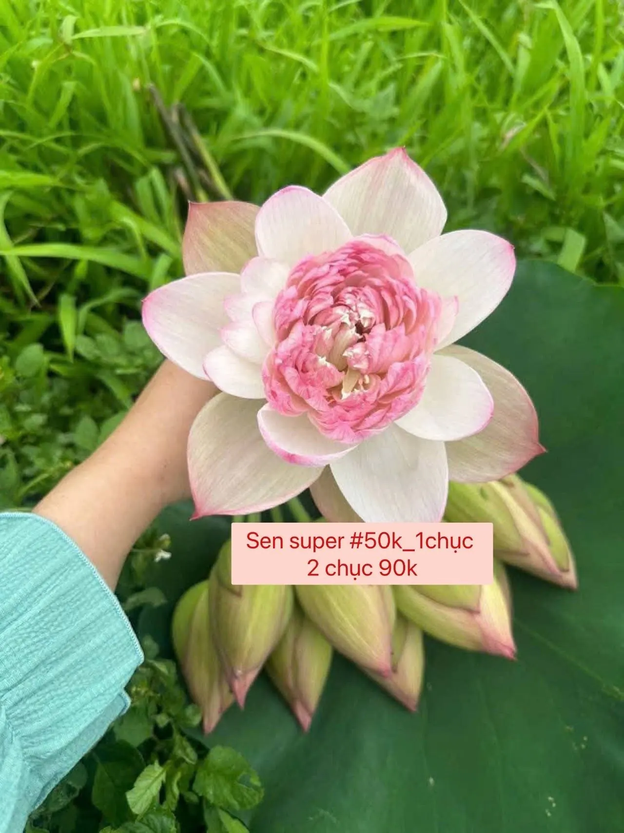 Ảnh 7 của Sản Phẩm Hoa Hoa Tươi - Hoa Tươi