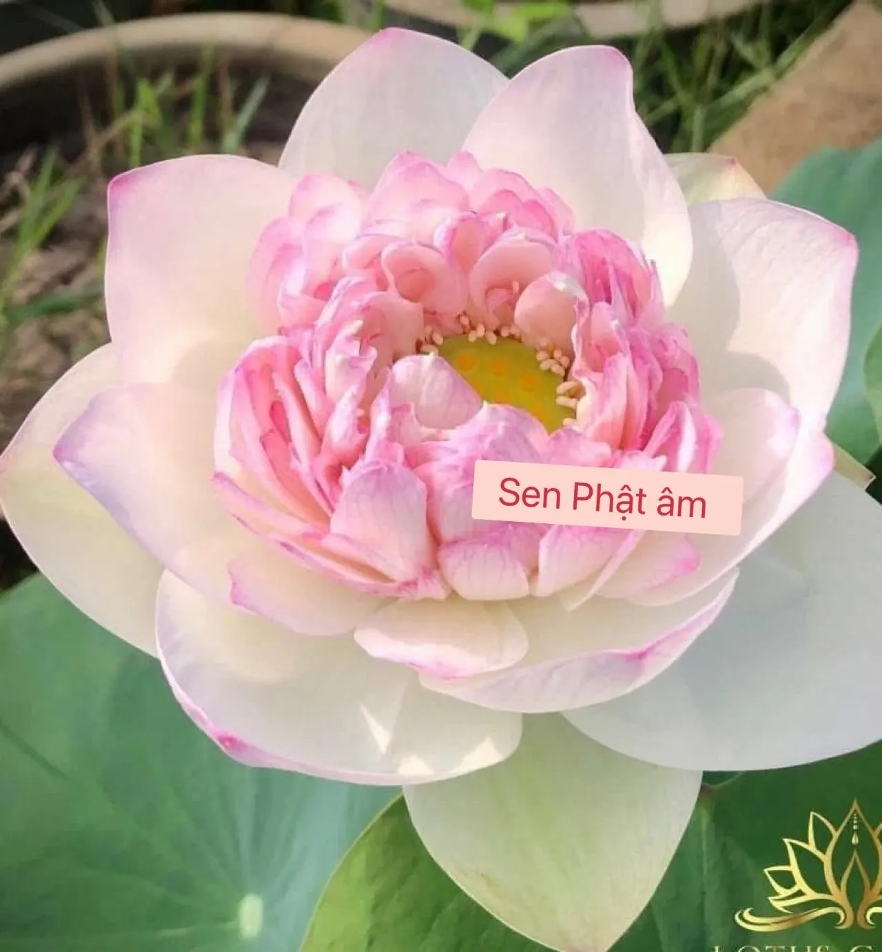 Ảnh 2 của Sản Phẩm Hoa Hoa Tươi - Hoa Tươi
