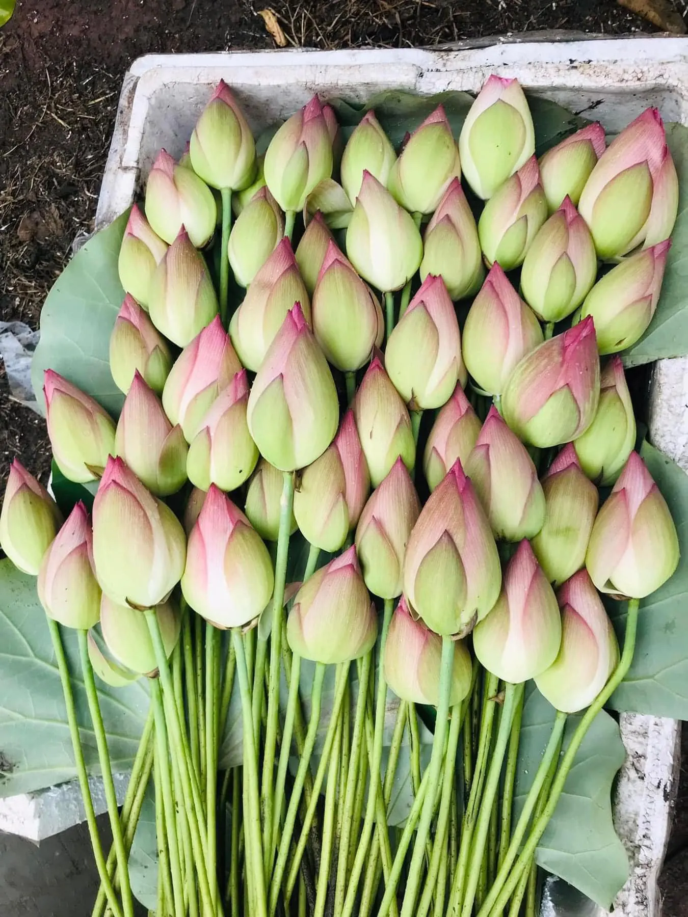 Ảnh 8 của Hộp Hoa Hoa Tươi - Hoa Tươi