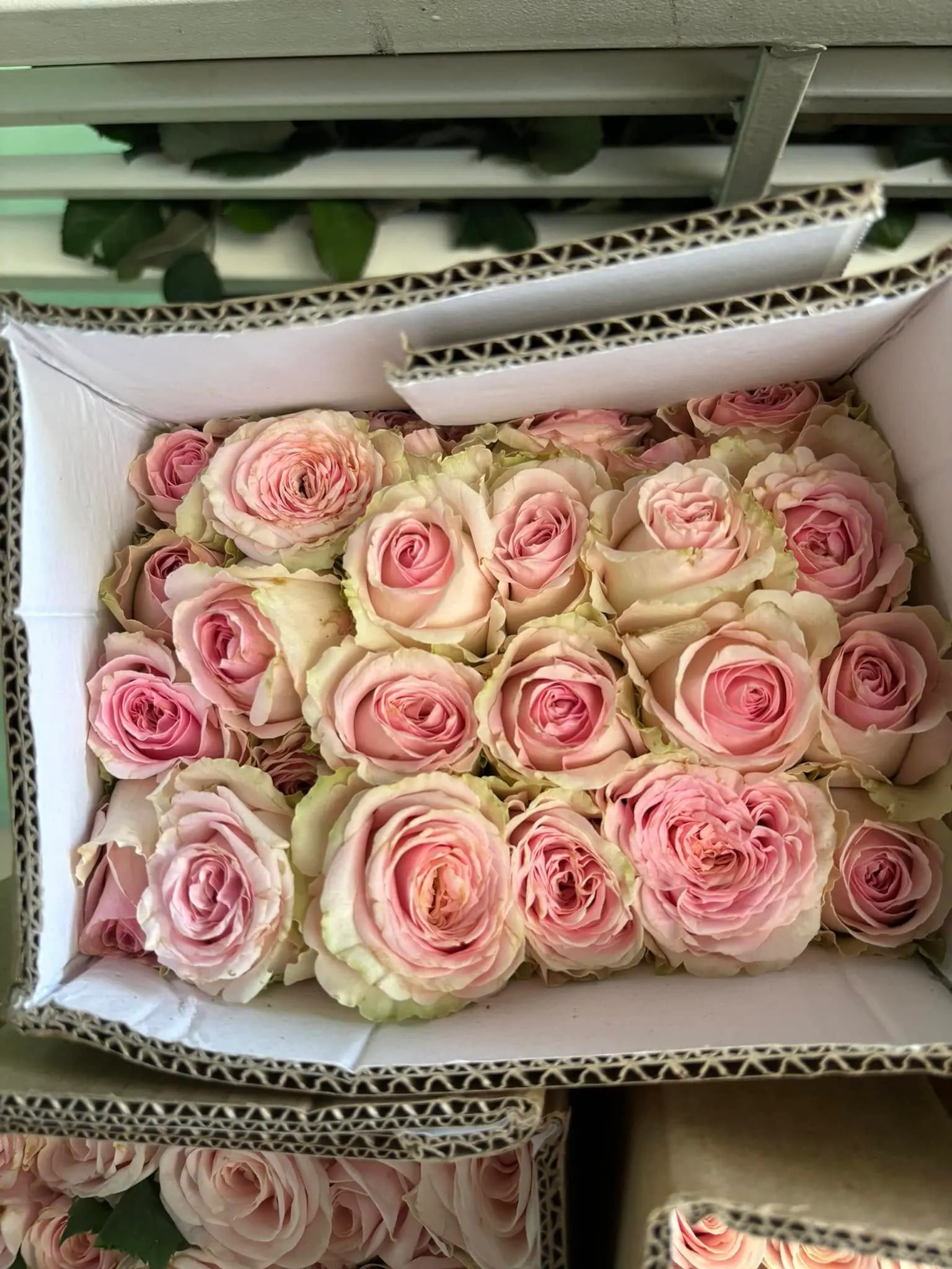 Ảnh 8 của Hộp Hoa Hoa Tươi - Valentine