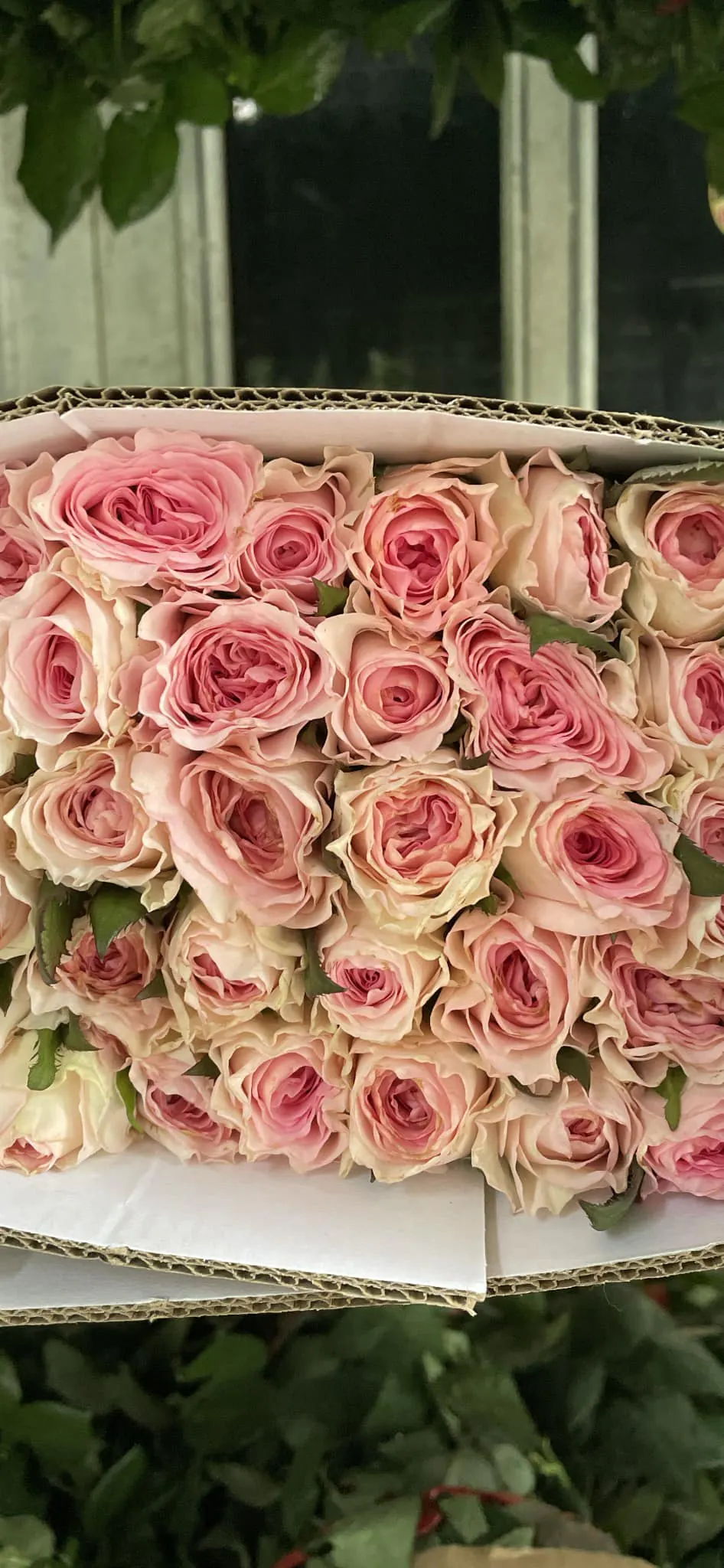 Ảnh 9 của Hộp Hoa Hồng Đỏ & Hồng - Valentine