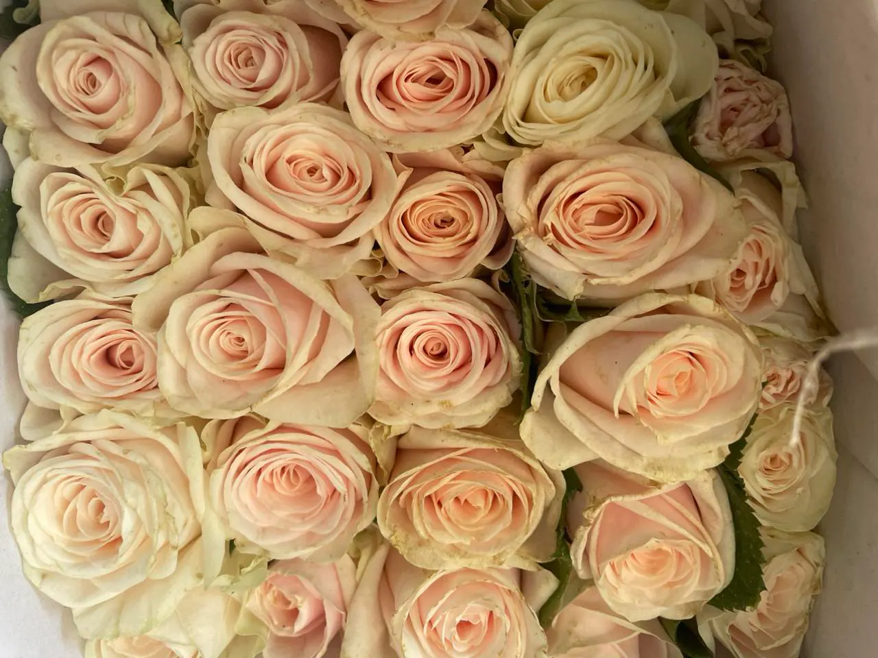 Ảnh 5 của Hộp Hoa Hồng Đỏ & Hồng - Valentine