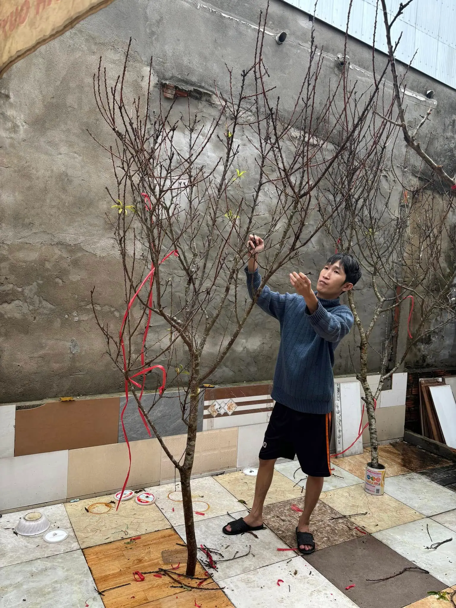 Ảnh 6 của Sản Phẩm Hoa Cành Đào Hoa Tươi - Chúc Mừng
