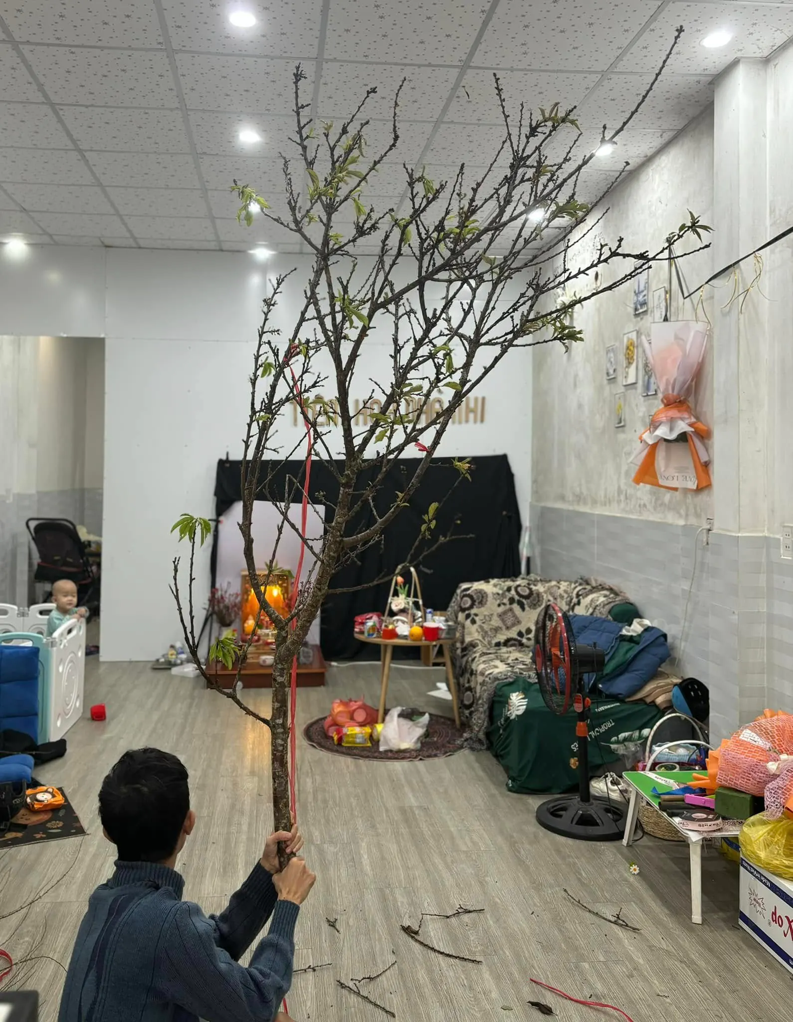 Ảnh 5 của Sản Phẩm Hoa Cành Đào Hoa Tươi - Chúc Mừng