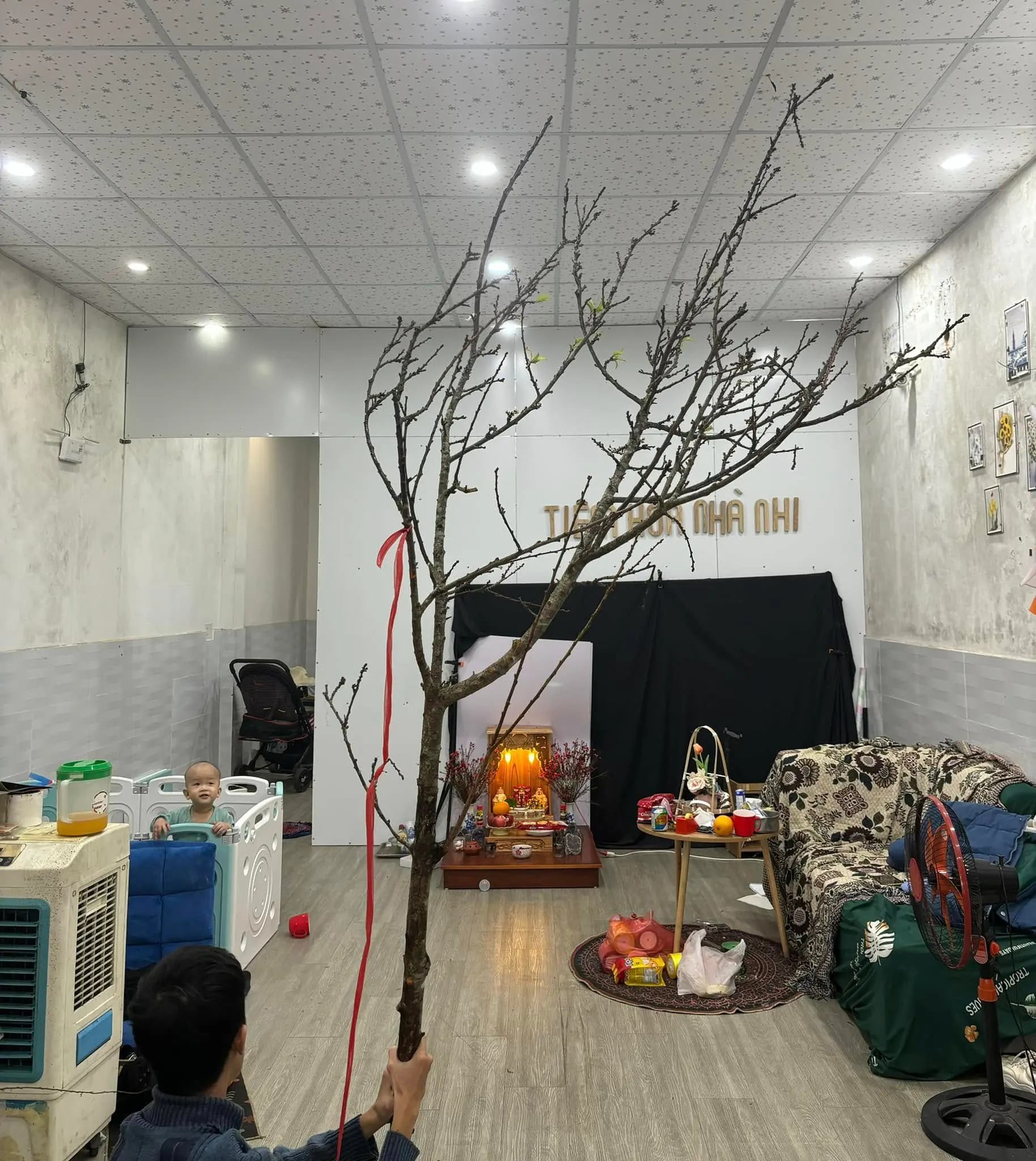 Ảnh chính của Sản Phẩm Hoa Cành Đào Hoa Tươi - Chúc Mừng