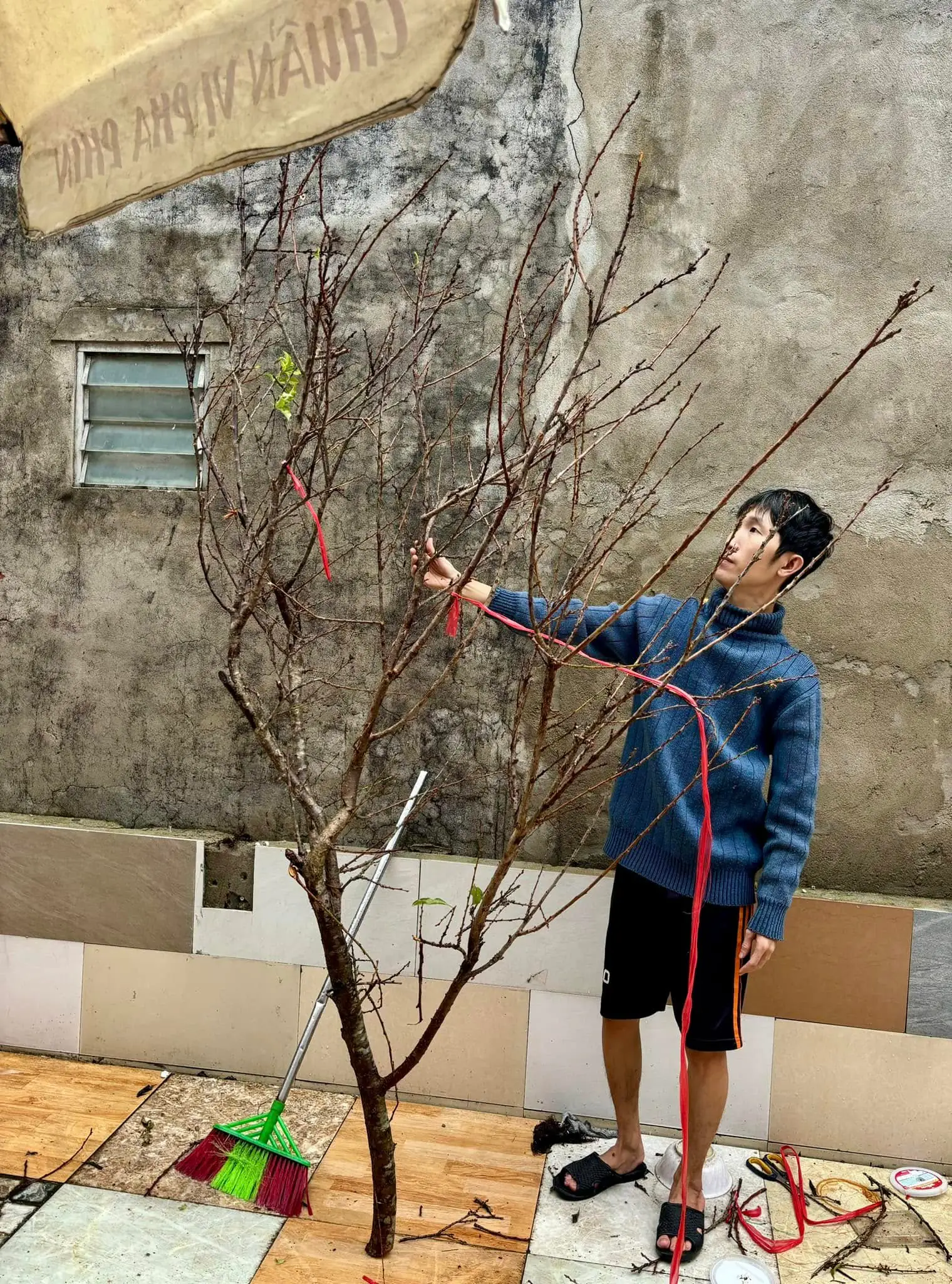 Ảnh 6 của Sản Phẩm Hoa Cành Đào Hoa Tươi - Chúc Mừng